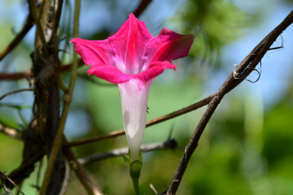 牽?；ㄅ柙栽趺答B(yǎng)