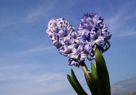 風(fēng)信子盆栽怎么種植，擇飽滿種球、露出土壤2厘米(存活最高)