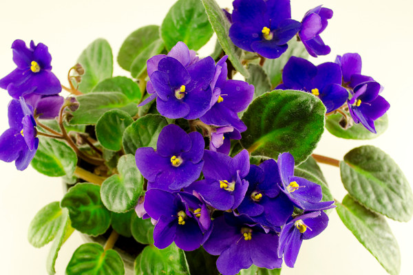 紫羅蘭能在室內(nèi)養(yǎng)嗎