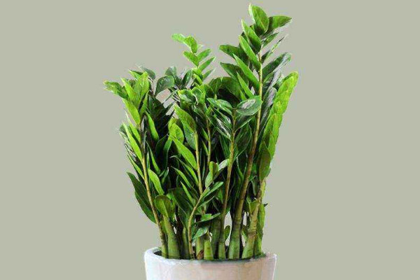 金錢樹的生長(zhǎng)期是什么時(shí)候