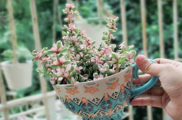 雅樂之舞如何安全過冬，保溫措施是最基本的要求