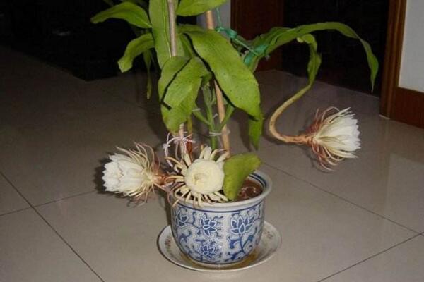 曇花幾年開(kāi)花，養(yǎng)殖三年左右才能開(kāi)花