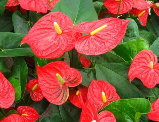 紅掌的作用有哪些，凈化空氣、陶冶情操、五行轉(zhuǎn)化