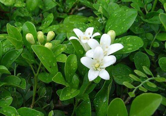 九里香冬天怎么施肥，九里香施什么肥好