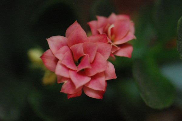 長(zhǎng)壽花夏天不開(kāi)花嗎