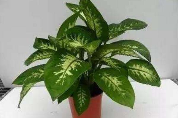 萬年青有毒嗎，嚴(yán)重時會危及生命