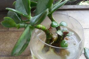 玉樹(shù)可以水培嗎，玉樹(shù)水培生根方法