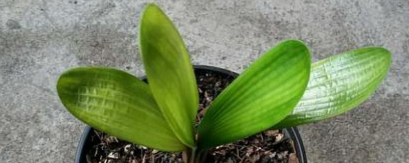 君子蘭如何開(kāi)花