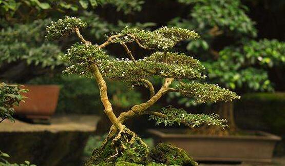 六月雪造型方法，蓄木截干法/剪扎結(jié)合法(美觀)