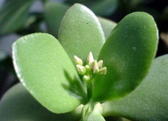 燕子掌有什么作用，美化環(huán)境、凈化空氣