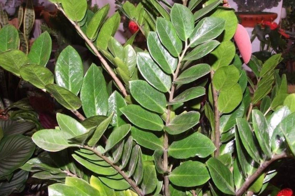 金錢(qián)樹(shù)怎么發(fā)展多顆