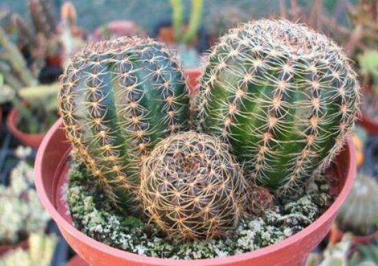 仙人球用什么土養(yǎng)好，兩份壤土兩份腐葉土三份粗沙進(jìn)行配置