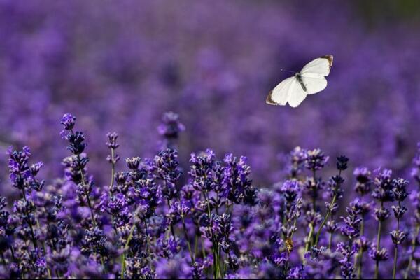 薰衣草適合送什么人，送給朋友、戀人