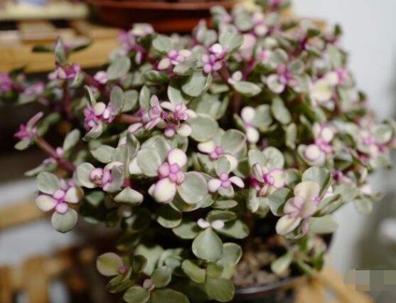 雅樂之舞冬天怎么養(yǎng)，只需要做好四點基本步驟