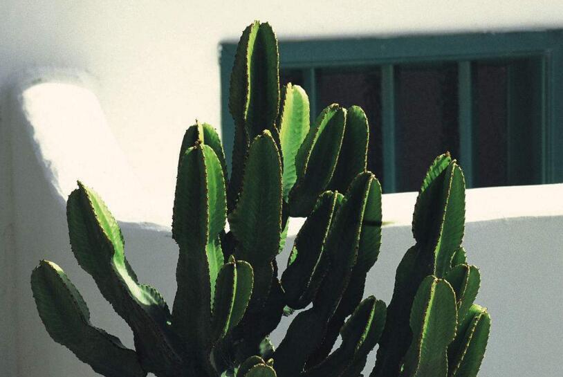 仙人掌花開多久，品種不同花期不同（稀有品種不開花）