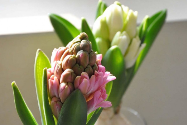 風(fēng)信子怎么養(yǎng)水培