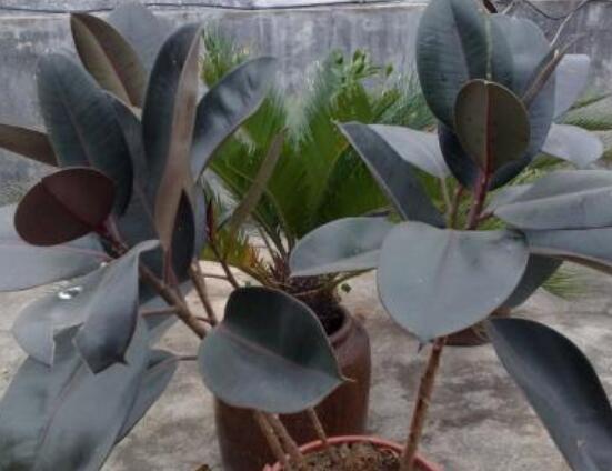 橡皮樹葉子下垂怎么辦，四種原因以及解決辦法