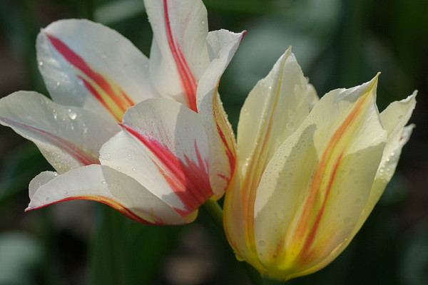 郁金香為什么長(zhǎng)得慢