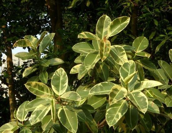 橡皮樹常見品種，盤點(diǎn)最好看的五大種類