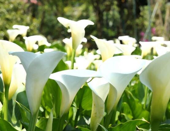 馬蹄蓮的養(yǎng)殖方法圖解，老農(nóng)總結(jié)六點最實用的基本方法