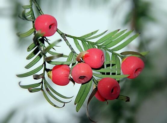紅豆杉怎么繁殖，紅豆杉繁殖方法