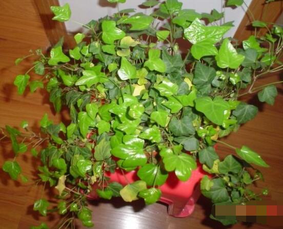 怎樣讓常春藤長(zhǎng)得快，教你六個(gè)要點(diǎn)生長(zhǎng)枝繁葉茂