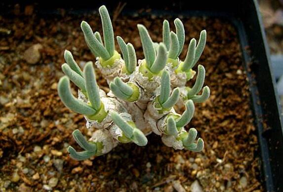 碧光環(huán)用什么樣的土，最好配制適合植物生長的透氣土壤