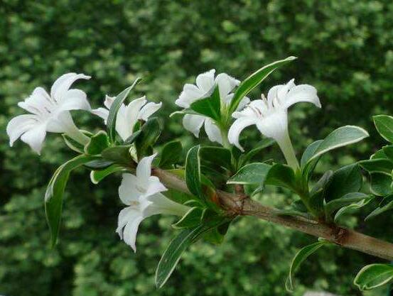 六月雪不發(fā)芽怎么辦，教你三種最直觀解決辦法