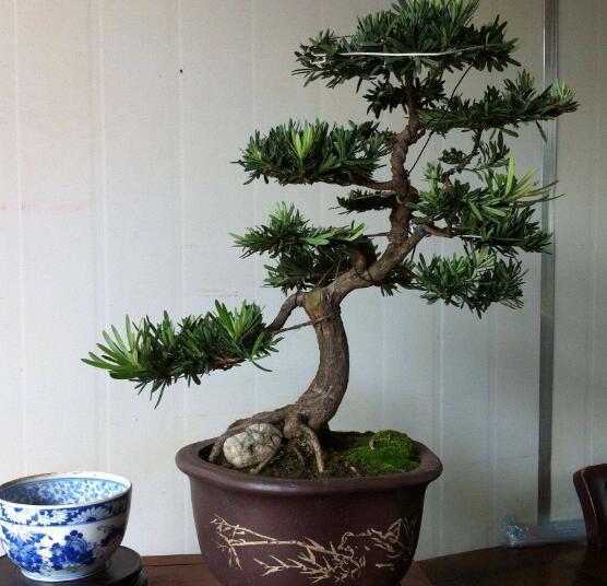 羅漢松盆景制作方法，教你五個基本步驟便可開枝散葉