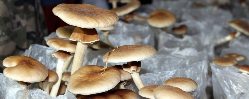 食用菌栽培技術(shù)