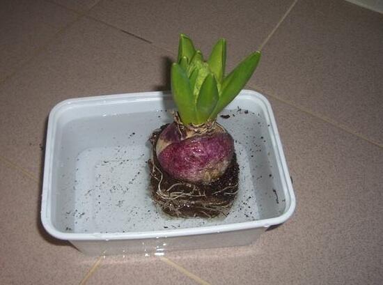 風(fēng)信子種球發(fā)霉怎么辦，涂抹滅菌靈、保持創(chuàng)面干燥