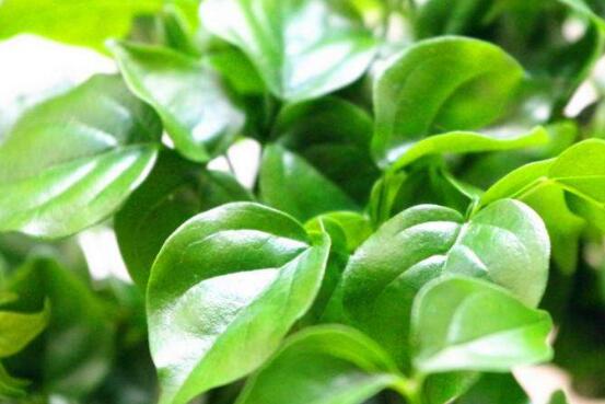 幸福樹葉子干枯怎么回事，四種原因以及解決辦法