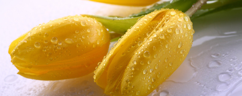 郁金香春天開(kāi)花嗎