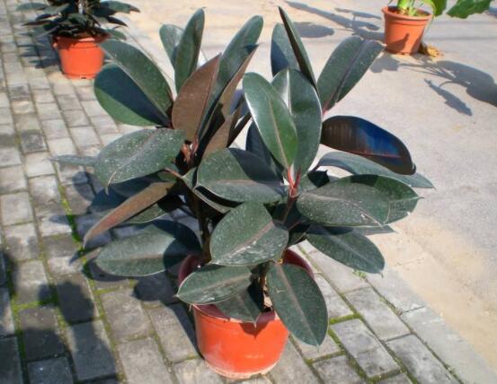 橡皮樹的葉插方法，擇基部下小嫩芽葉片/春秋季節(jié)扦插最佳