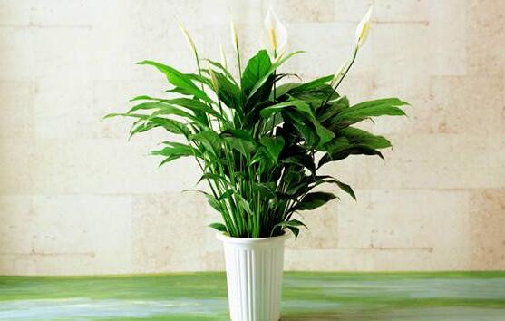 一帆風(fēng)順多久澆一次水，做到不干不澆、澆則澆透原則