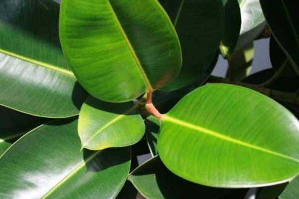 橡皮樹葉子卷怎么補(bǔ)救，增加溫度追肥換土