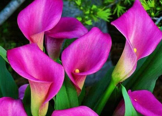 彩色馬蹄蓮花期多長，從11月一直開放到來年5月(半年)