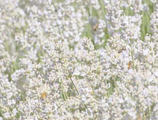 薰衣草花語和寓意，愛情的等待、堅(jiān)定永恒的真愛