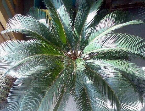 鐵樹品種，細(xì)數(shù)鐵樹最受喜愛八大品種