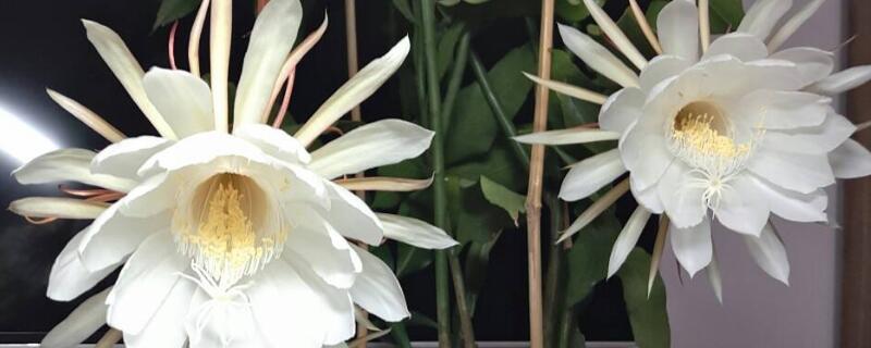 曇花為什么只長(zhǎng)葉子