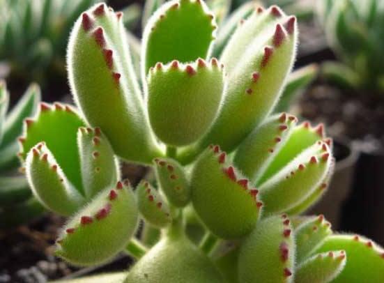 熊童子開花寓意，一片生機(jī)勃勃的綠色景象(美好寓意)