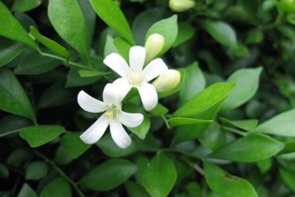 九里香不長(zhǎng)是什么原因