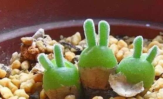 碧光環(huán)多肉怎么分栽，教你五個步驟盆盆爆滿