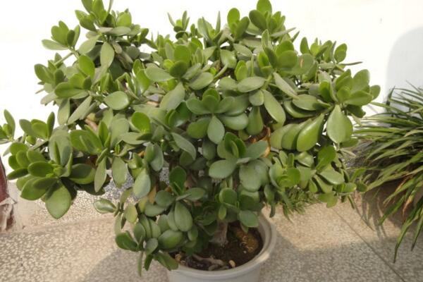 燕子掌為什么會(huì)掉葉子，燕子掌掉葉子的原因分析