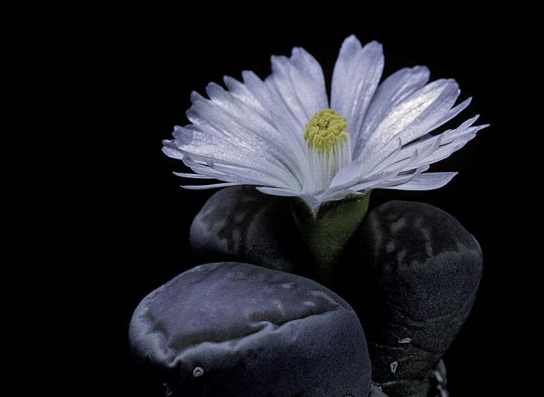 生石花皺了怎么辦，要警惕是這4種原因造成的