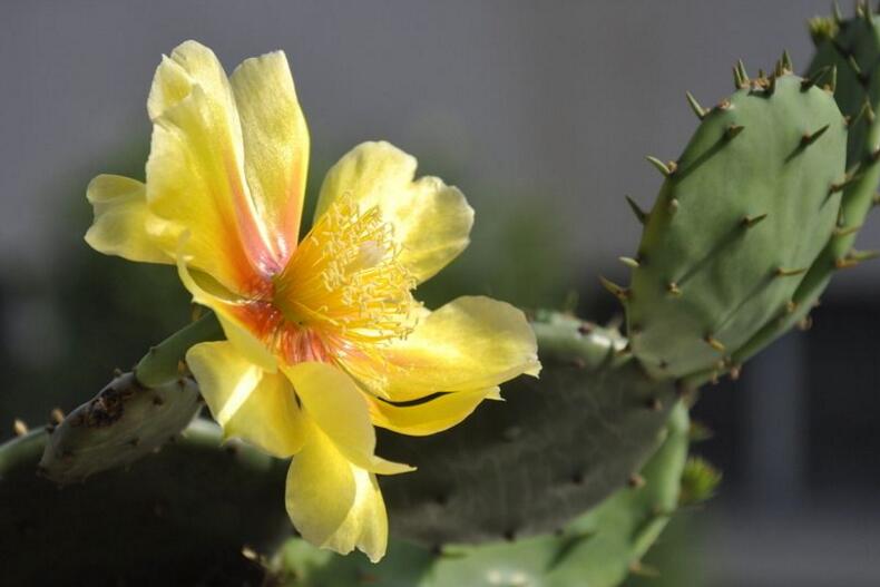 仙人掌幾年開(kāi)次花，養(yǎng)護(hù)恰當(dāng)?shù)脑捒梢悦磕觊_(kāi)花