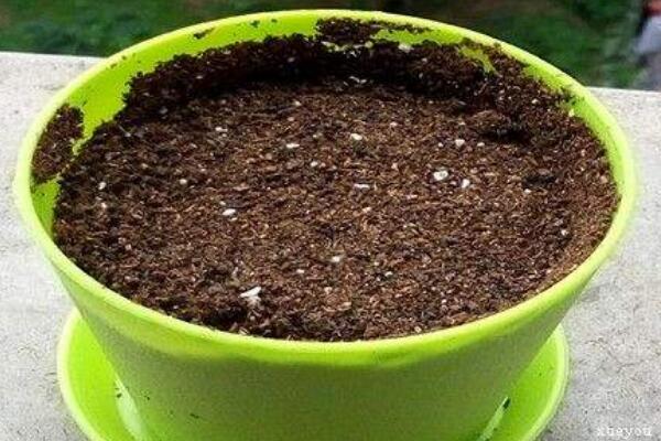 曇花種子怎么種，曇花種子的種植步驟詳解