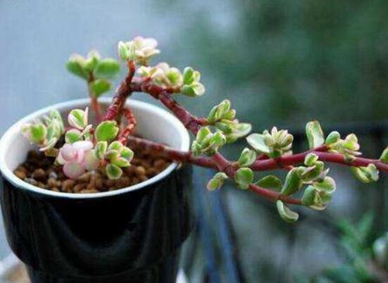 雅樂(lè)之舞適合什么花盆，陶盆、紫砂盆、泥瓦盆最為合適