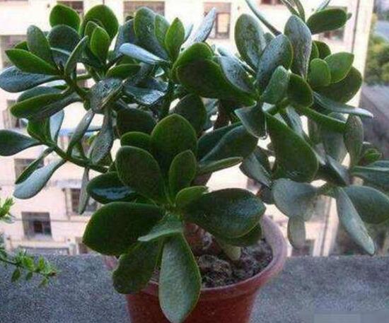 玉樹葉子發(fā)軟怎么辦，三種原因以及解決辦法