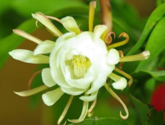 曇花怎么施肥，腐熟的有機(jī)肥為主/陰天施肥最佳